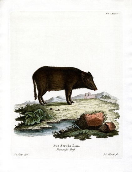 Siamese Wild Boar von German School, (19th century)