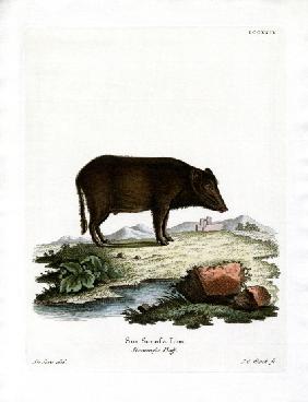 Siamese Wild Boar