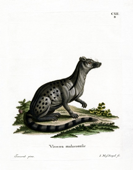Small Indian Civet von German School, (19th century)