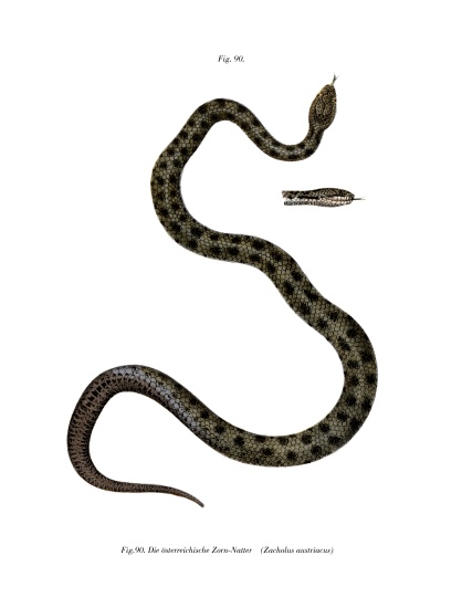 Smooth Snake von German School, (19th century)