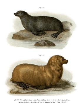 South American Fur Seal 1860