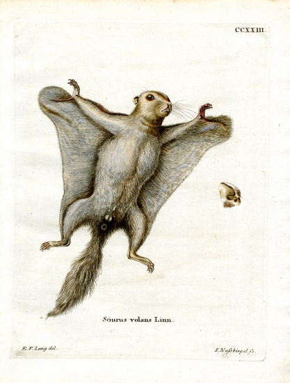 Southern Flying Squirrel von German School, (19th century)