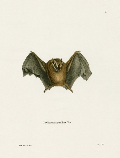 Southern Little Yellow-eared Bat von German School, (19th century)