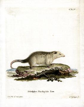 Southern Opossum