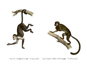 Squirrel Monkey 1860