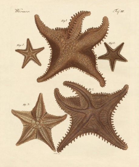Starfish von German School, (19th century)