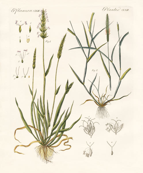 Strange kinds of herbage von German School, (19th century)