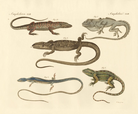 Strange amphibians von German School, (19th century)