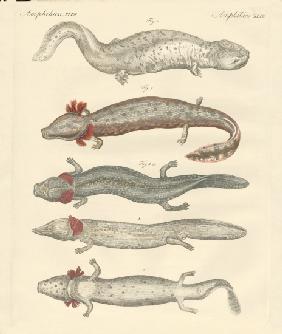 Strange amphibians