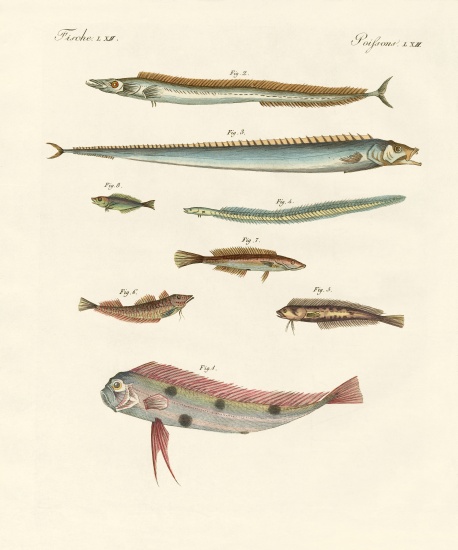 Strange and beautiful fish von German School, (19th century)
