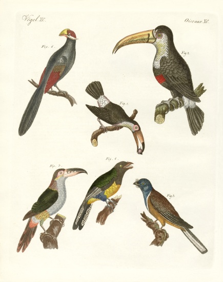 Strange birds von German School, (19th century)