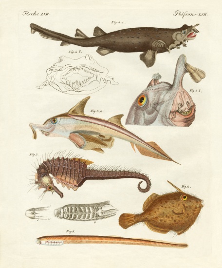 Strange cartilageous fish von German School, (19th century)