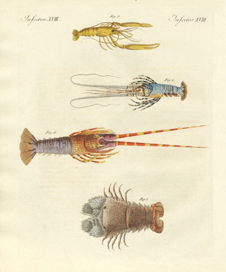 Strange crabs von German School, (19th century)