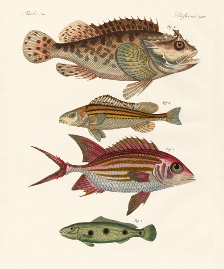 Strange fish von German School, (19th century)