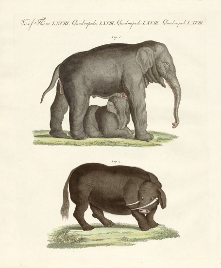 Strange four-footed animals von German School, (19th century)