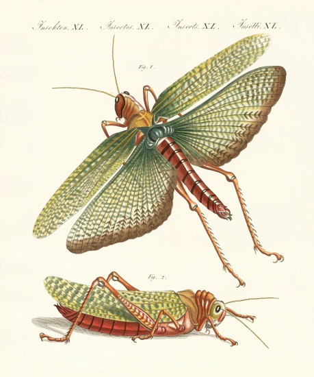 Strange insects von German School, (19th century)