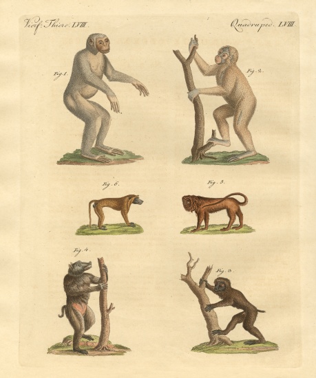 Strange kinds of monkeys von German School, (19th century)