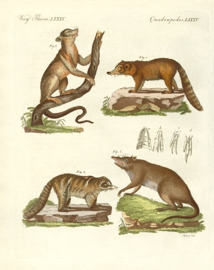 Strange mammals von German School, (19th century)
