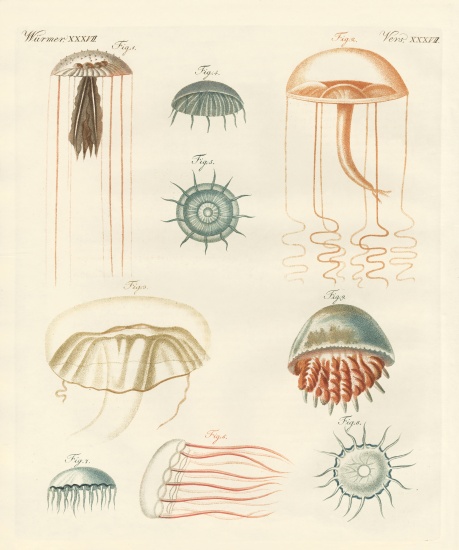 Strange medusas von German School, (19th century)