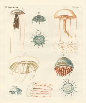 Strange medusas