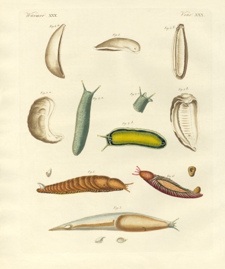 Strange molluscs von German School, (19th century)