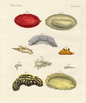 Strange molluscs