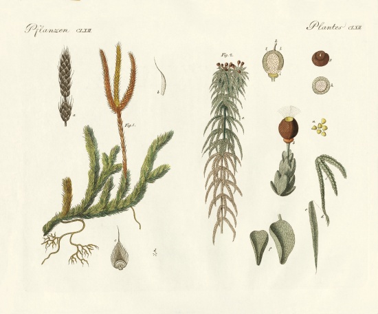 Strange mosses von German School, (19th century)