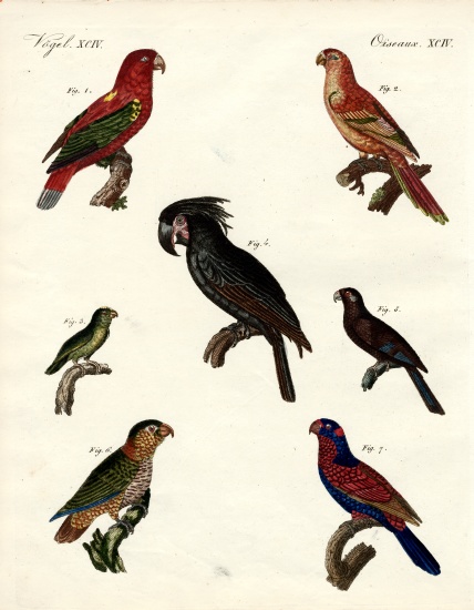 Strange parrots von German School, (19th century)