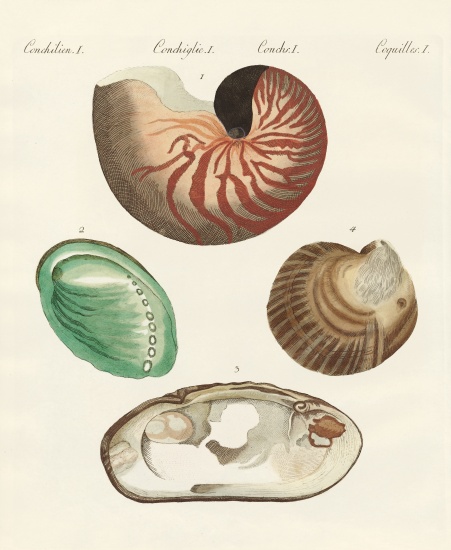 Strange snails and clams von German School, (19th century)