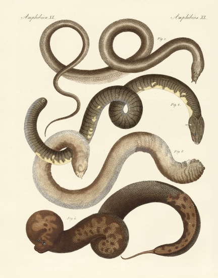 Strange snake von German School, (19th century)