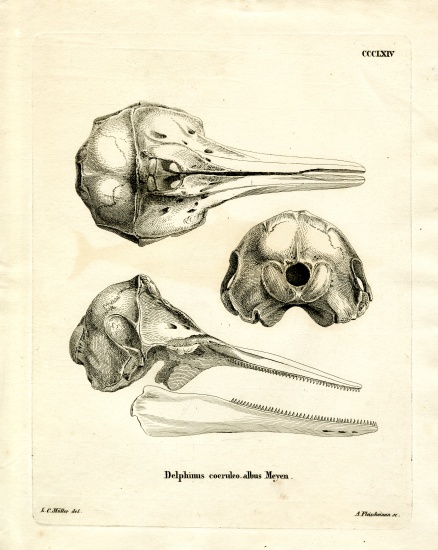Striped Dolphin Skull von German School, (19th century)