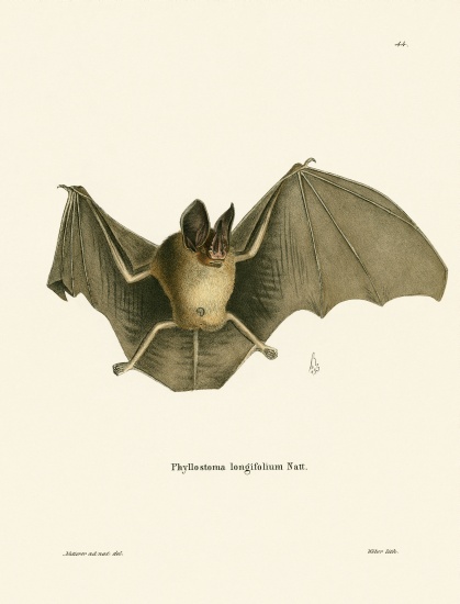 Striped Hairy-nosed Bat von German School, (19th century)
