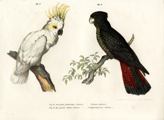 Sulphur-crested Cockatoo von German School, (19th century)
