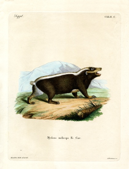 Sunda Stink Badger von German School, (19th century)