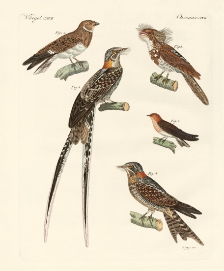 Swallow-like birds von German School, (19th century)