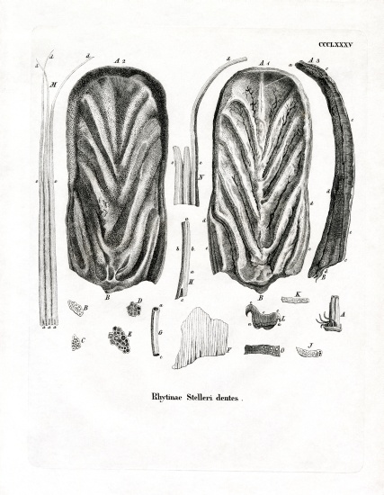 Teeth of Steller's Sea Cow von German School, (19th century)