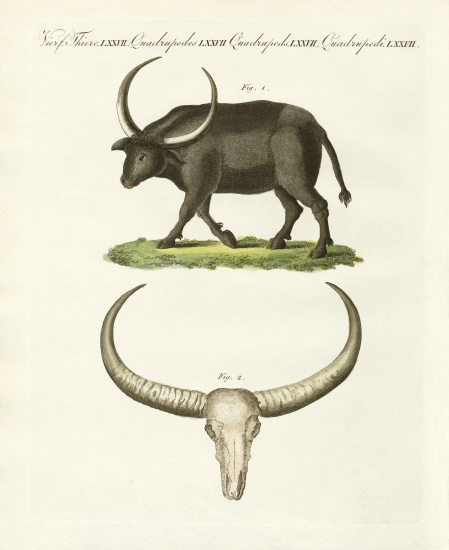 The giant buffalo von German School, (19th century)