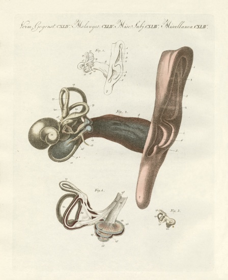 The hearing organ illustrated through the human ear von German School, (19th century)