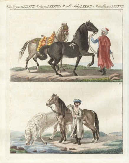 The horse with its different kinds von German School, (19th century)