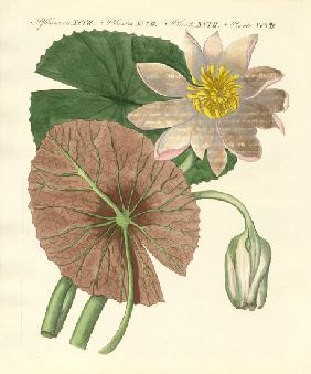 The real lotus plant