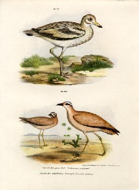 Thick-kneed Bustard 1864