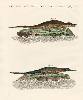 Kinds of crocodiles