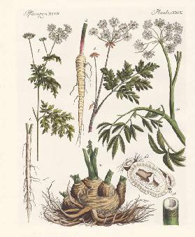 Poisonous German plants