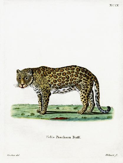 leopard