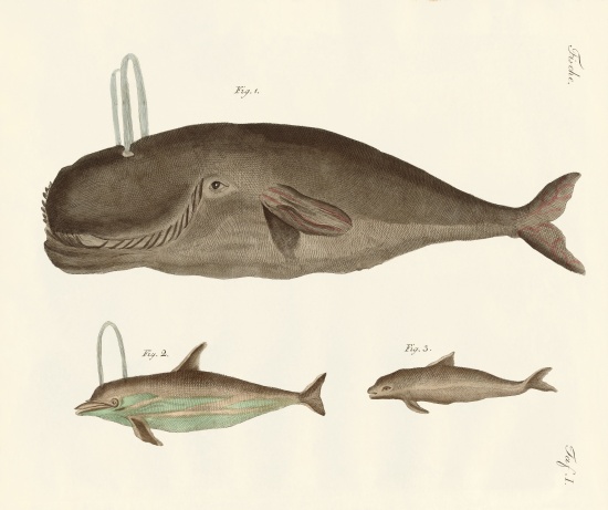 Three kinds of whales von German School, (19th century)