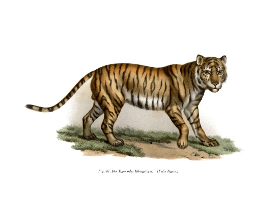 Tiger von German School, (19th century)