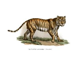 Tiger 1860