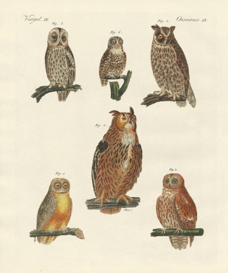 Various kinds of owls von German School, (19th century)
