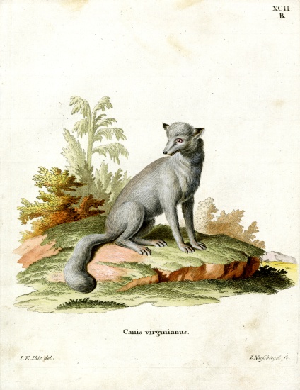 Virginian Fox von German School, (19th century)