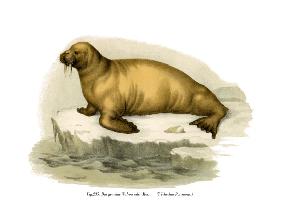 Walrus 1860